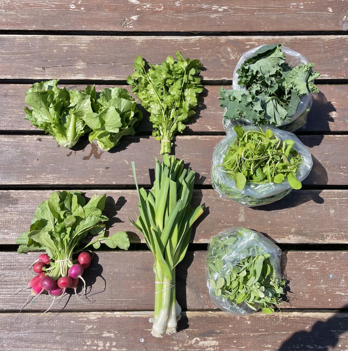 leeks, radishes, lettuce, cilantro, pea greens, kale, arugula